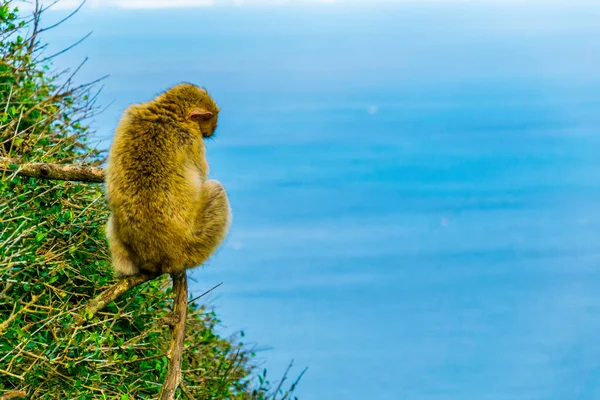 Los Macacos Berberiscos Son Uno Los Principales Atractivos Gibraltar Única —  Fotos de Stock
