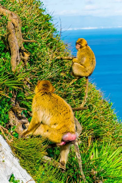 Barbary Macaques One Main Attractions Gibraltar Only Wildlife Living Specie — Stok Foto