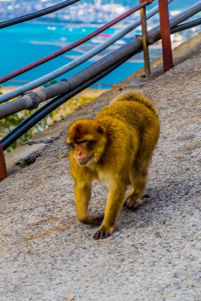 Barbary Macaques One Main Attractions Gibraltar Only Wildlife Living Specie — Fotografia de Stock