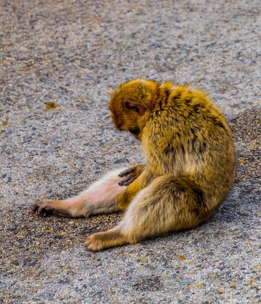 Macacos Bárbaros São Uma Das Principais Atrações Gibraltar Única Espécie — Fotografia de Stock