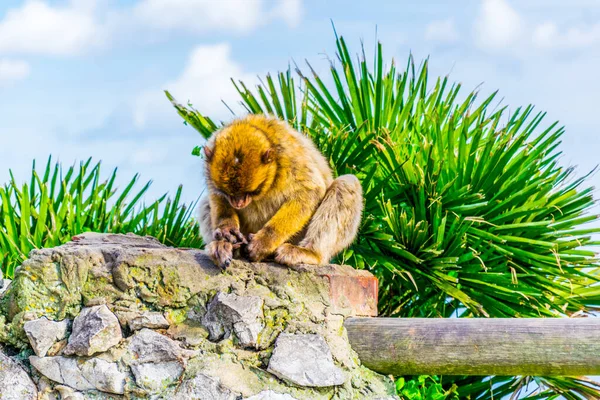 Macacos Bárbaros São Uma Das Principais Atrações Gibraltar Única Espécie — Fotografia de Stock