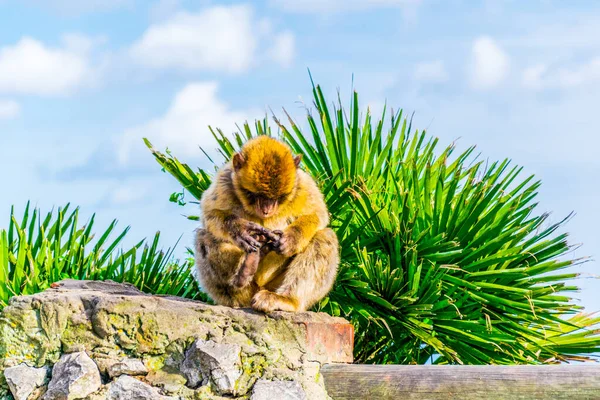 Los Macacos Berberiscos Son Uno Los Principales Atractivos Gibraltar Única —  Fotos de Stock