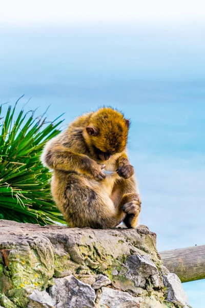 Los Macacos Berberiscos Son Uno Los Principales Atractivos Gibraltar Única —  Fotos de Stock