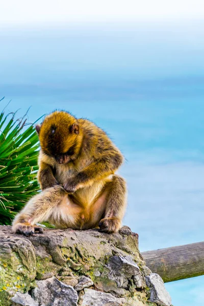 Barbary Macaques One Main Attractions Gibraltar Only Wildlife Living Specie — Stok Foto