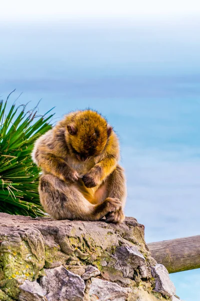 Barbary Macaques One Main Attractions Gibraltar Only Wildlife Living Specie — Stock fotografie