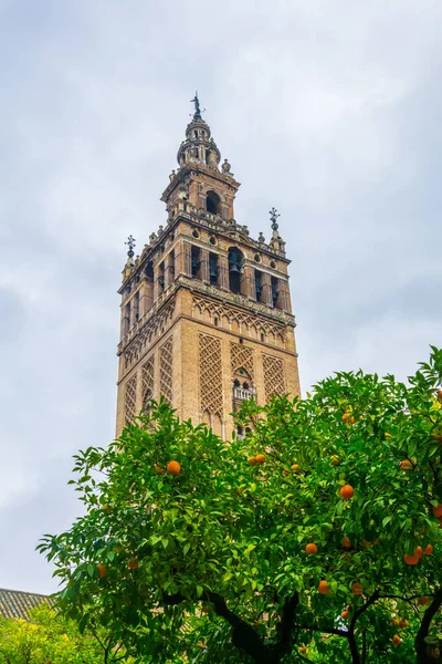 Giralda Башня Апельсиновыми Деревьями Видно Патио Лос Наранхос Внутри Собора — стоковое фото