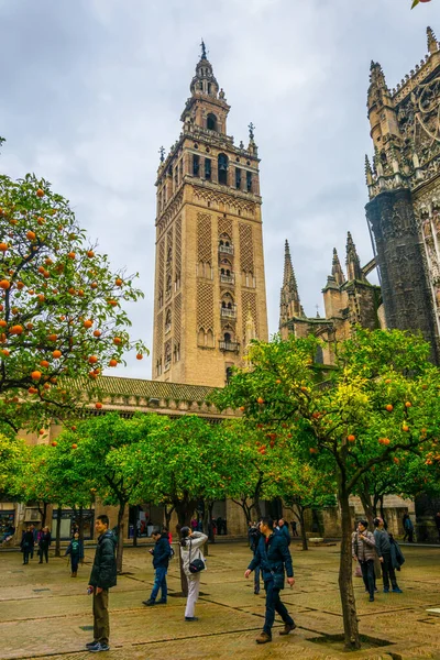 Giralda Tower Orange Trees Seen Patio Los Naranjos Cathedral Sevilla — стоковое фото