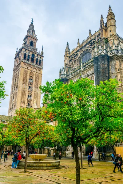 La giralda kulesi. Portakal ağaçları Sevilla katedralinin içindeki Naranjos terasından görünüyor.
