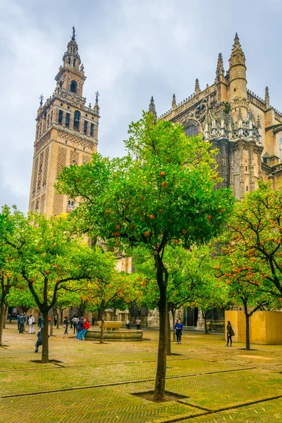 La giralda kulesi. Portakal ağaçları Sevilla katedralinin içindeki Naranjos terasından görünüyor.