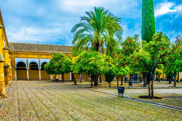 Detail Orange Garden Situated Mezquita Cathedral Spanish City Sevilla — Stok fotoğraf