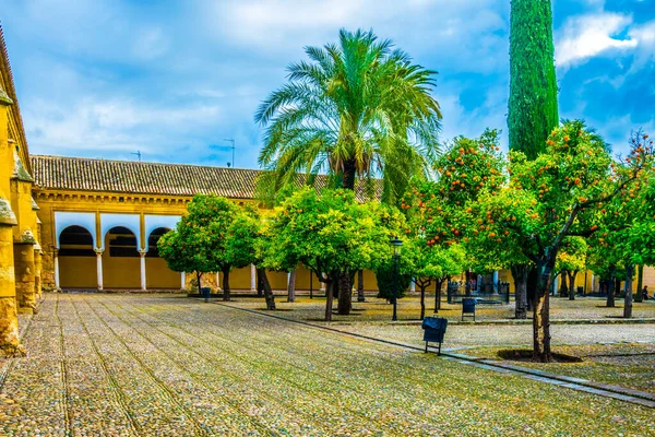 Detail Orange Garden Situated Mezquita Cathedral Spanish City Sevilla — Stok fotoğraf