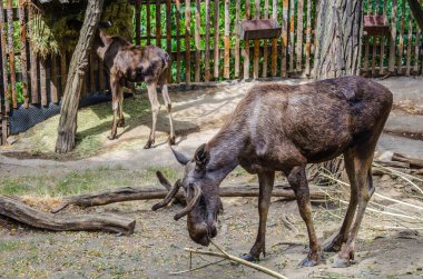 Prag Hayvanat Bahçesi 'nde beslenme sırasında birkaç ren geyiği.