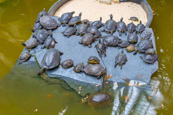 Madrid 'deki Atocha tren istasyonunun içindeki kaplumbağa göletinin görüntüsü.