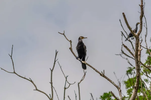 Black Cormorant Sits Branch Lets Its Wings Dry Sun Characteristic — Fotografia de Stock