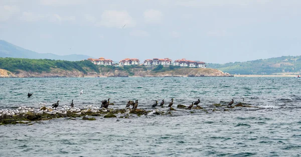 Group Sea Gulls Sitting Stone Formation Estuary Ropotamo River Black — Stock Photo, Image