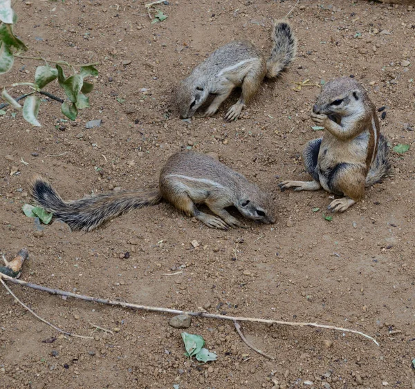 Cape Ground Squirrel Xerus Inauris Wildlife Animal — Stock Photo, Image