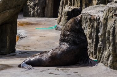 Brown kürk fokları (Arctocephalus pusillus) Hayvanat Bahçesi Prag
