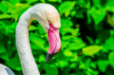 Prag hayvanat bahçesindeki flamingolar, Çek Cumhuriyeti