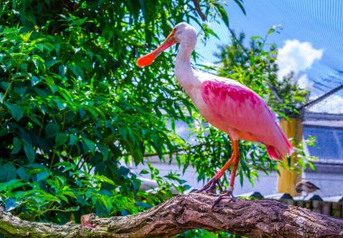 pembe kaşıkçı (platalea ajaja)