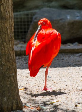 Kızıl aynak (Eudocimus ruber))