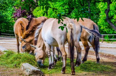 Przewalski Atı (Equus ferus przewalski) bir çayırda yemek yiyor.