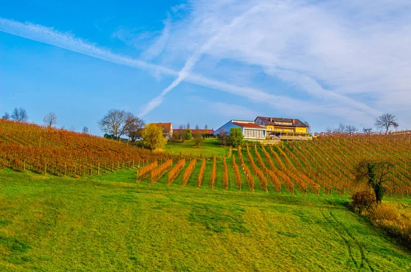 Avusturya 'daki Riegersburg yakınlarında gün batımında aydınlatılmış bir üzüm bağının manzarası