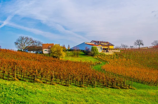 Avusturya 'daki Riegersburg yakınlarında gün batımında aydınlatılmış bir üzüm bağının manzarası
