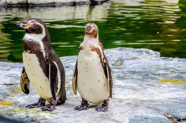 Humboldt pengueni (Spheniscus humboldti)
