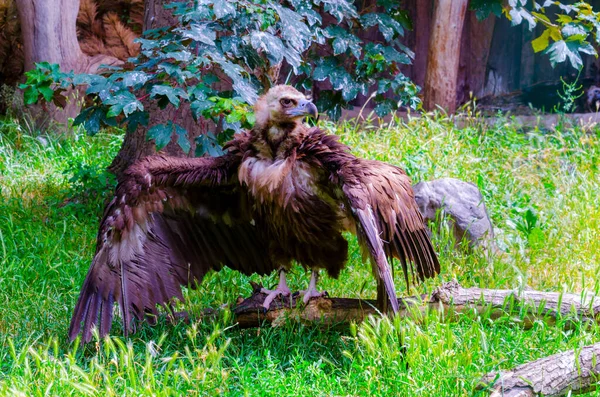 Cinereous Eurasian Black Vulture Aegypius Monachus — Stockfoto