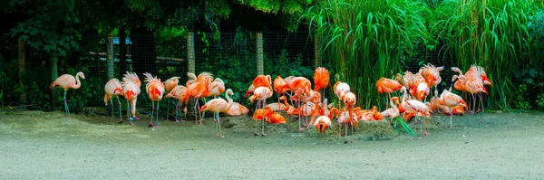 Flamants Roses Zoo Prague République Tchèque — Photo