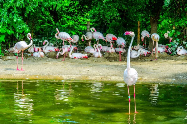 Flamingos Jardim Zoológico Praga República Checa — Fotografia de Stock
