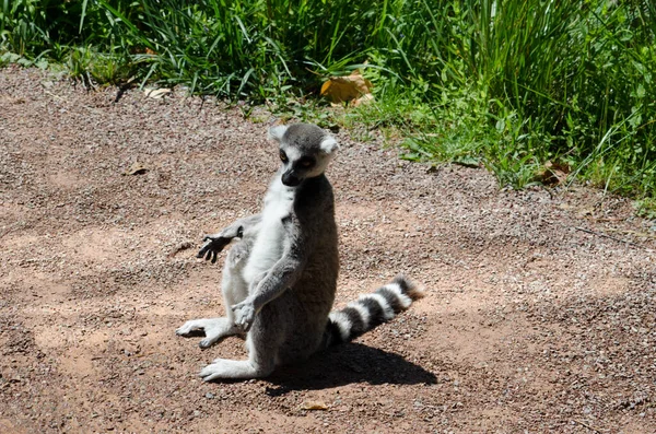 Lémurien Queue Cerclée Lemur Catta — Photo