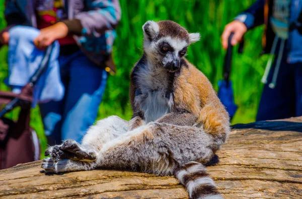 観光客はプラハ動物園のオープンエンクロージャにあるリングテールのレミュール Lemur Catta を通り過ぎています — ストック写真