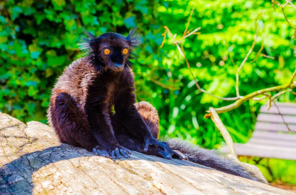 Lémure Preto Eulemur Macaco — Fotografia de Stock