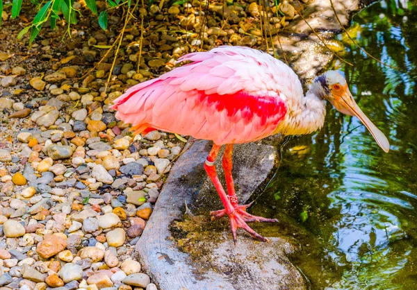 Rózsa Kanalascsiga Platalea Ajaja — Stock Fotó