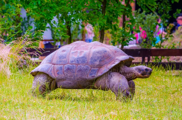 Aldabra Riesenschildkröte Aldabrachelys Gigantea — Stockfoto