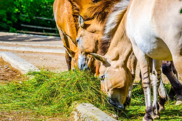 Przewalski Horse Equus Ferus Przewalskii Meadow Eating — Stock Photo, Image