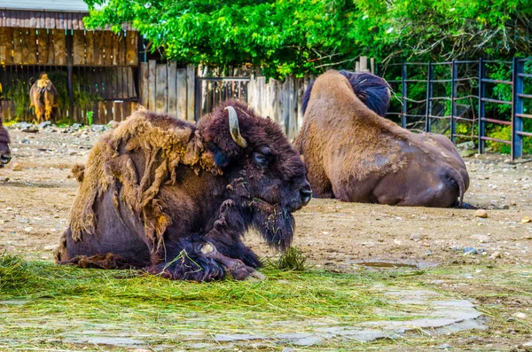 Europese Bizon Bison Bonasus — Stockfoto