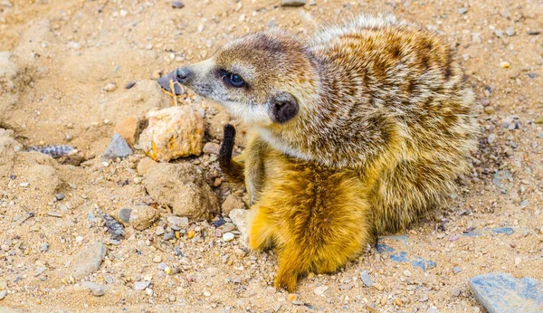 Small Meerkat Suricate Suricata Suricatta Protecting Her Baby Prague Zoo — Stock Photo, Image