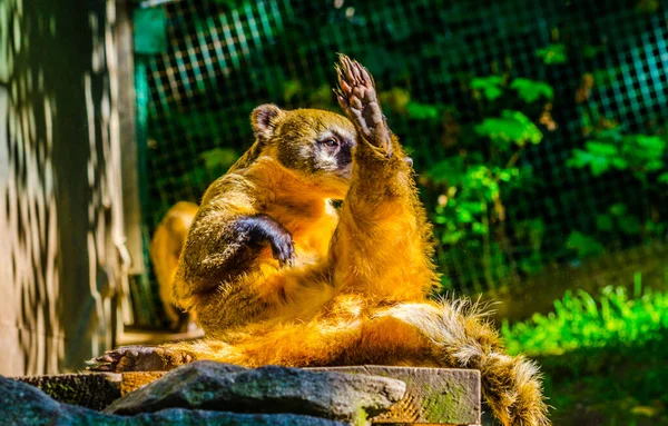 Coati Sul Americano Nasua Nasua Também Conhecido Como Coati Cauda — Fotografia de Stock