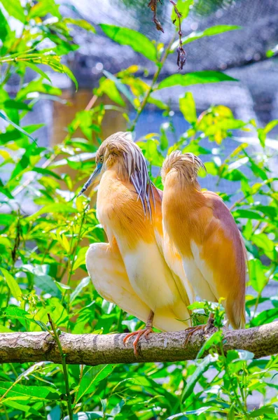 Squacco Heron Ardeola Ralloides — Stock Photo, Image