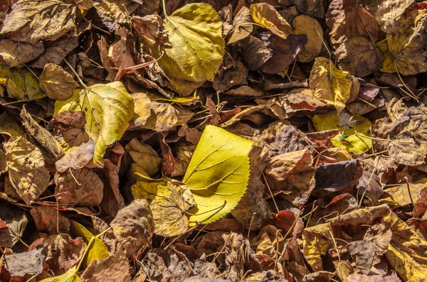 Detail Clorful Fallen Leaves Park Zuric — Fotografia de Stock