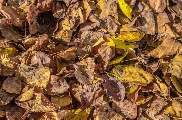 Zuric 'teki bir parkta düşen klorlu yaprakların ayrıntıları