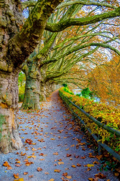 Piękna Romantyczna Alejka Lesie Kolorowymi Drzewami Zurychu Szwajcaria Naturalne Jesienne — Zdjęcie stockowe