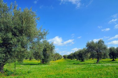 Sicilya kırsal