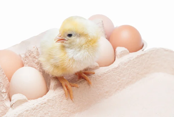 Box with eggs and a little chicken — Stock Photo, Image