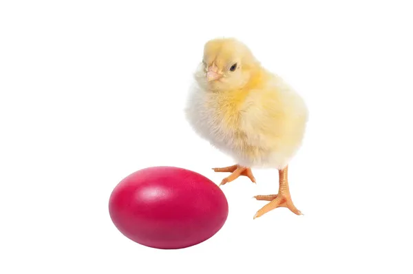 Cute baby chicken - easter background — Stock Photo, Image