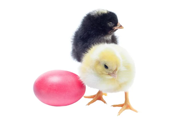 Cute black and yellow baby chickens — Stock Photo, Image