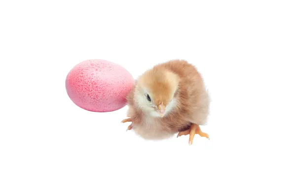 Cute baby chicken - easter background — Stock Photo, Image