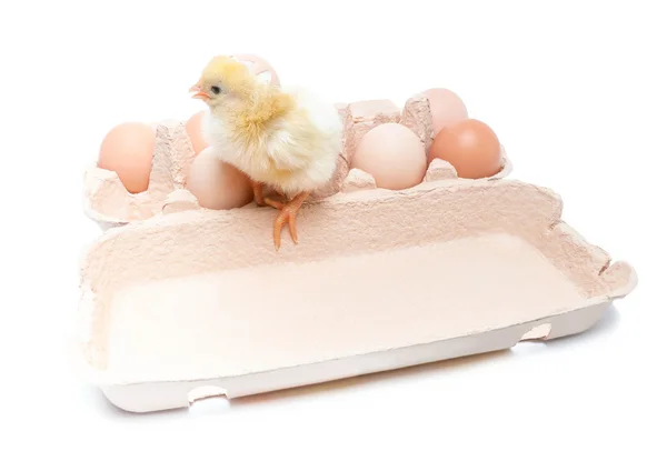 Box with eggs and a little chicken — Stock Photo, Image